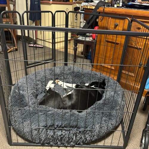 Customer photo review of PaWz 8 Panel Pet Dog Playpen