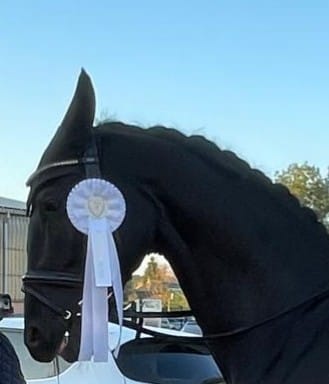 Customer photo review of Strotonin Horse Support