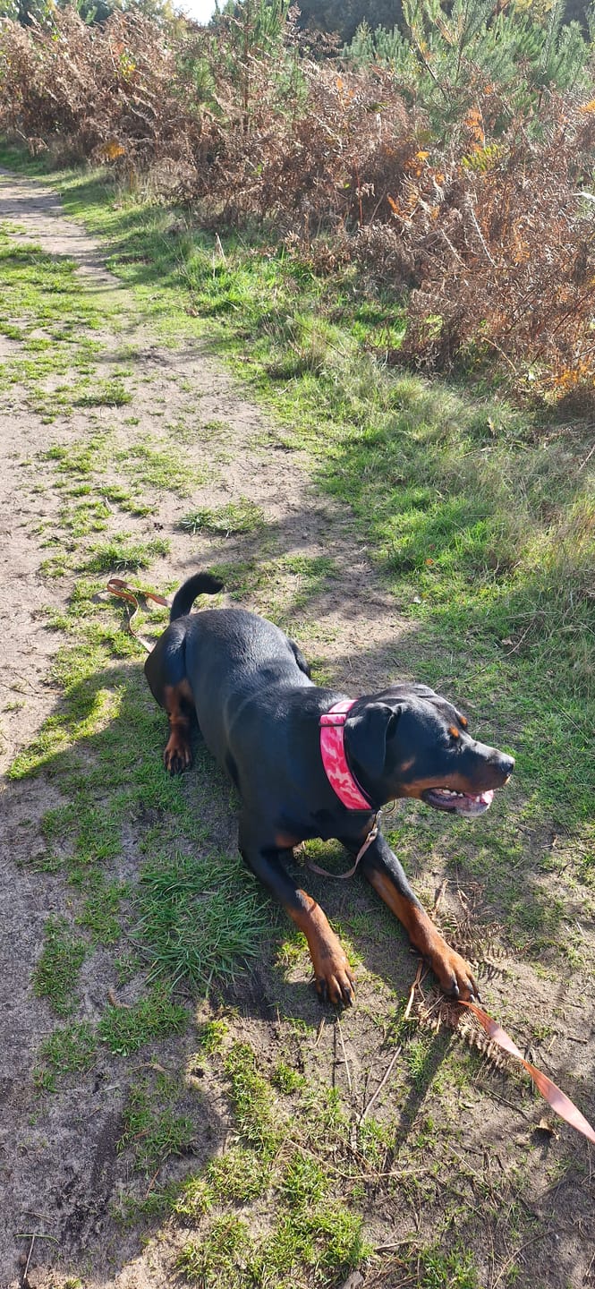 Customer photo review of 5cm Combat® Collar | With Handle & Secure Clip - Bubblegum