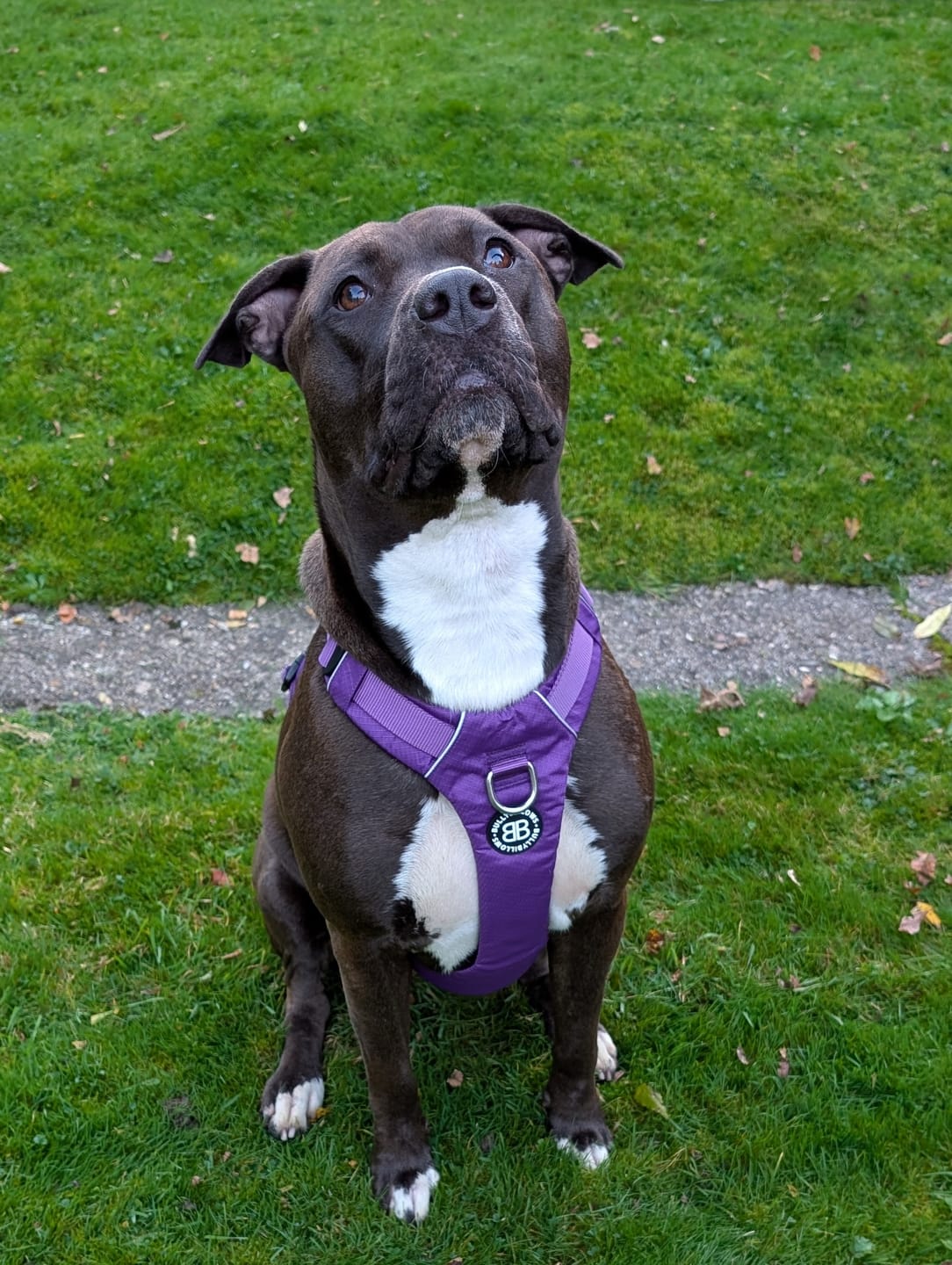 Customer photo review of Air Harness | Anti-Pull & With Handle - Purple