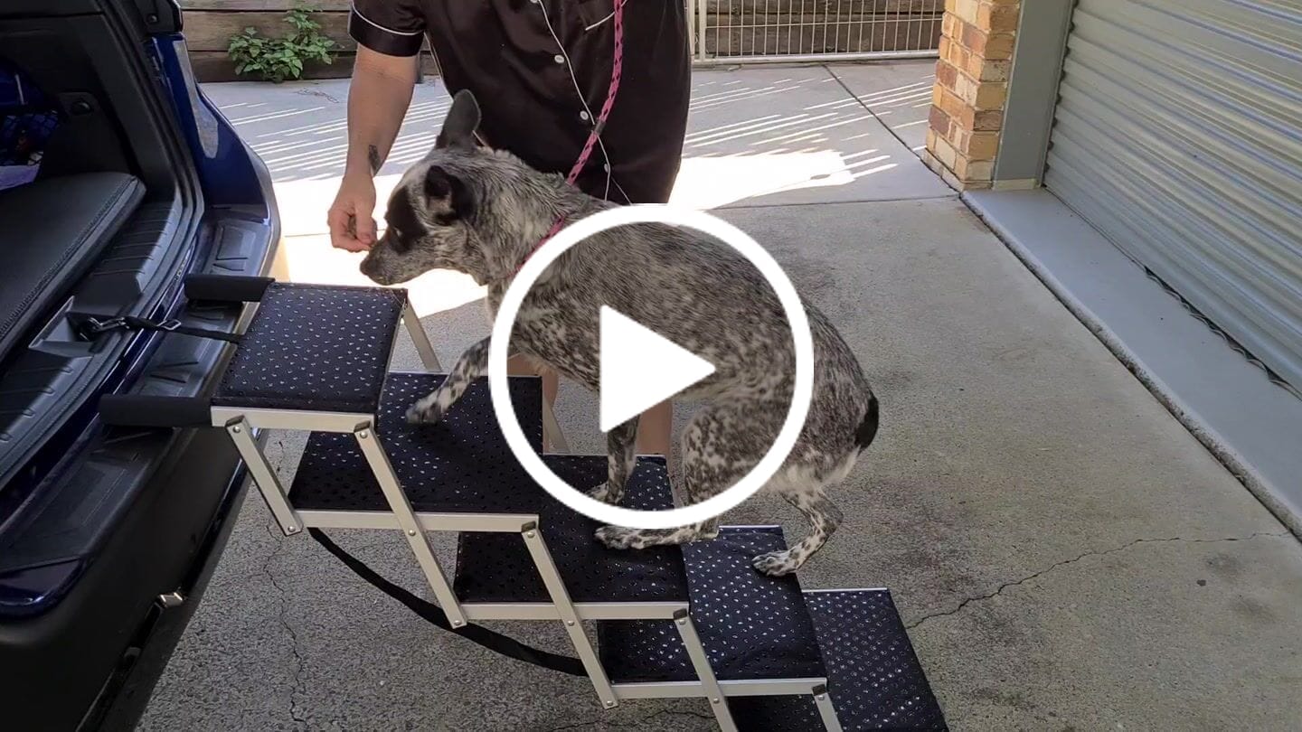 Customer video review of PaWz Foldable Aluminum Pet Steps