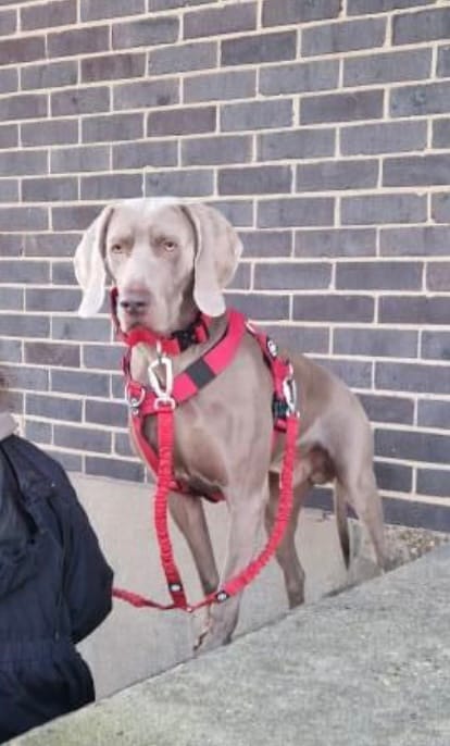 Customer photo review of 4cm Combat® Collar | Handle & Rated Clip - Red