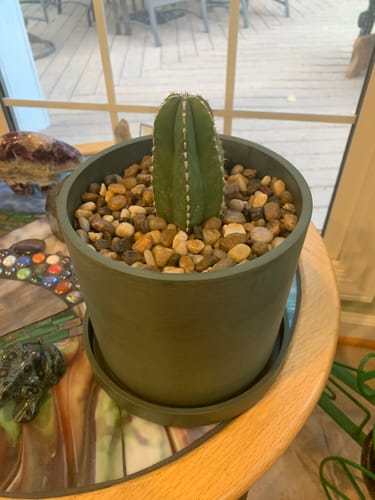 Customer photo review of Mexican Fence Post | Stenocereus Marginatus