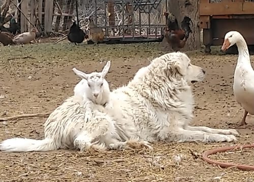 Customer photo review of Activity & Recovery