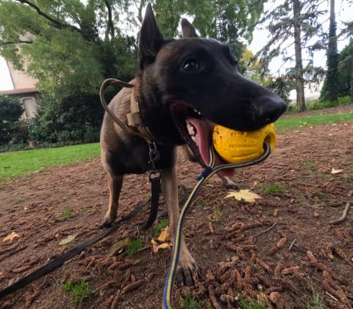 Customer photo review of Balle pour chien ultra-résistante – La Sainte Balle