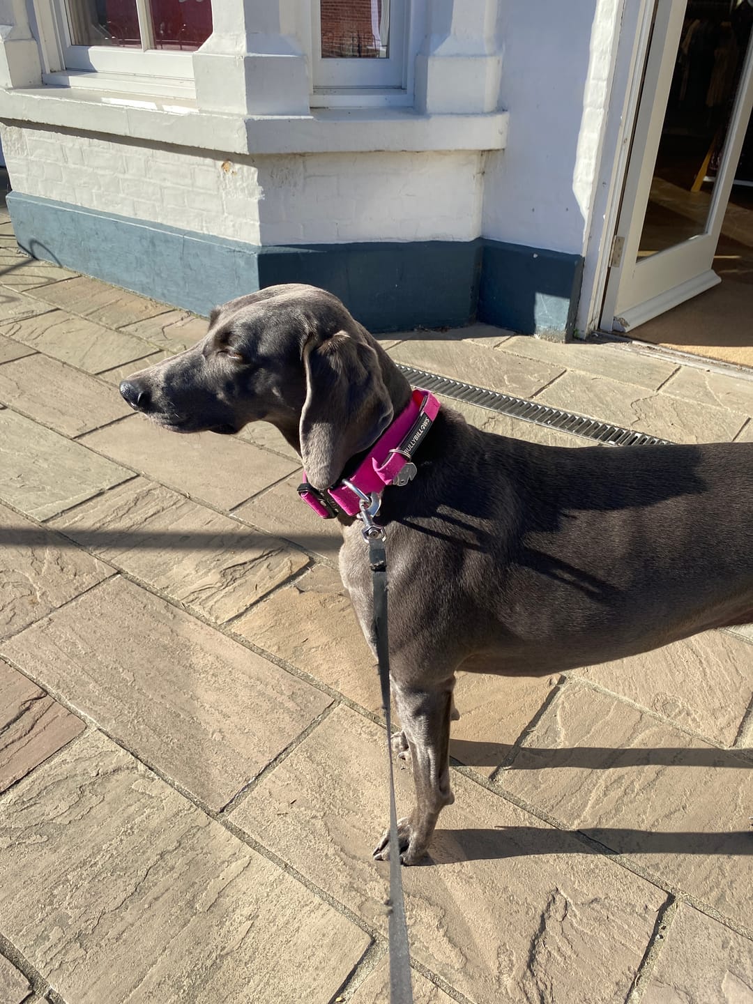 Customer photo review of Training Double Ended Dog Lead | 2m Length -  Magenta