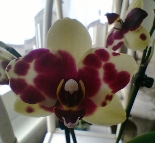 Customer photo review of Table Dance Donauwelle mit gelb-violetten Blüten und 2 Stielen