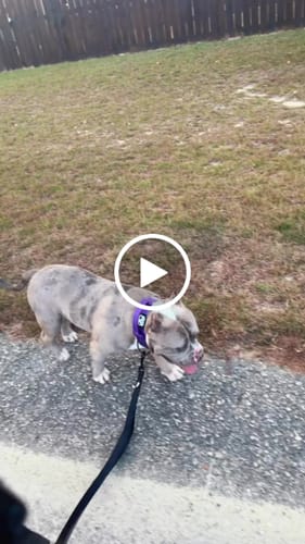Customer video review of Purple Bully Proof Collar