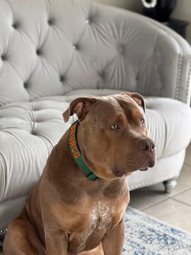 Customer photo review of Green Bully Proof Collar