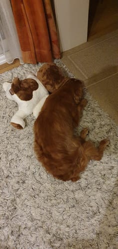 Customer photo review of Lotgenootje Hond 2kg
