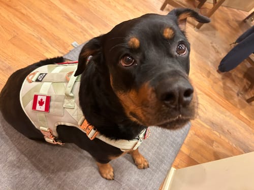 Customer photo review of HNTR 3.0 Dog Harness - Honeydew