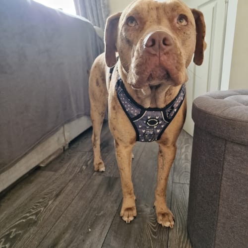 Customer photo review of Tough Trails™ Harness Lucky Dip