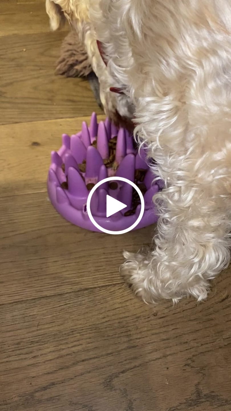 Customer video review of English Duck Dry Food
