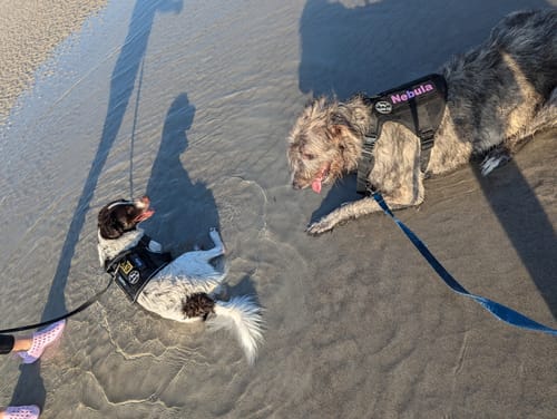 Customer photo review of NEW Upgraded Tactical No-Pull Team K9™ Dog Harness with 4 Quick-Release Metal Buckles, Reinforced Front & Back D-Rings, Hook & Loop Panels, Adjustable Straps, Reflective Strips, & Top Handle