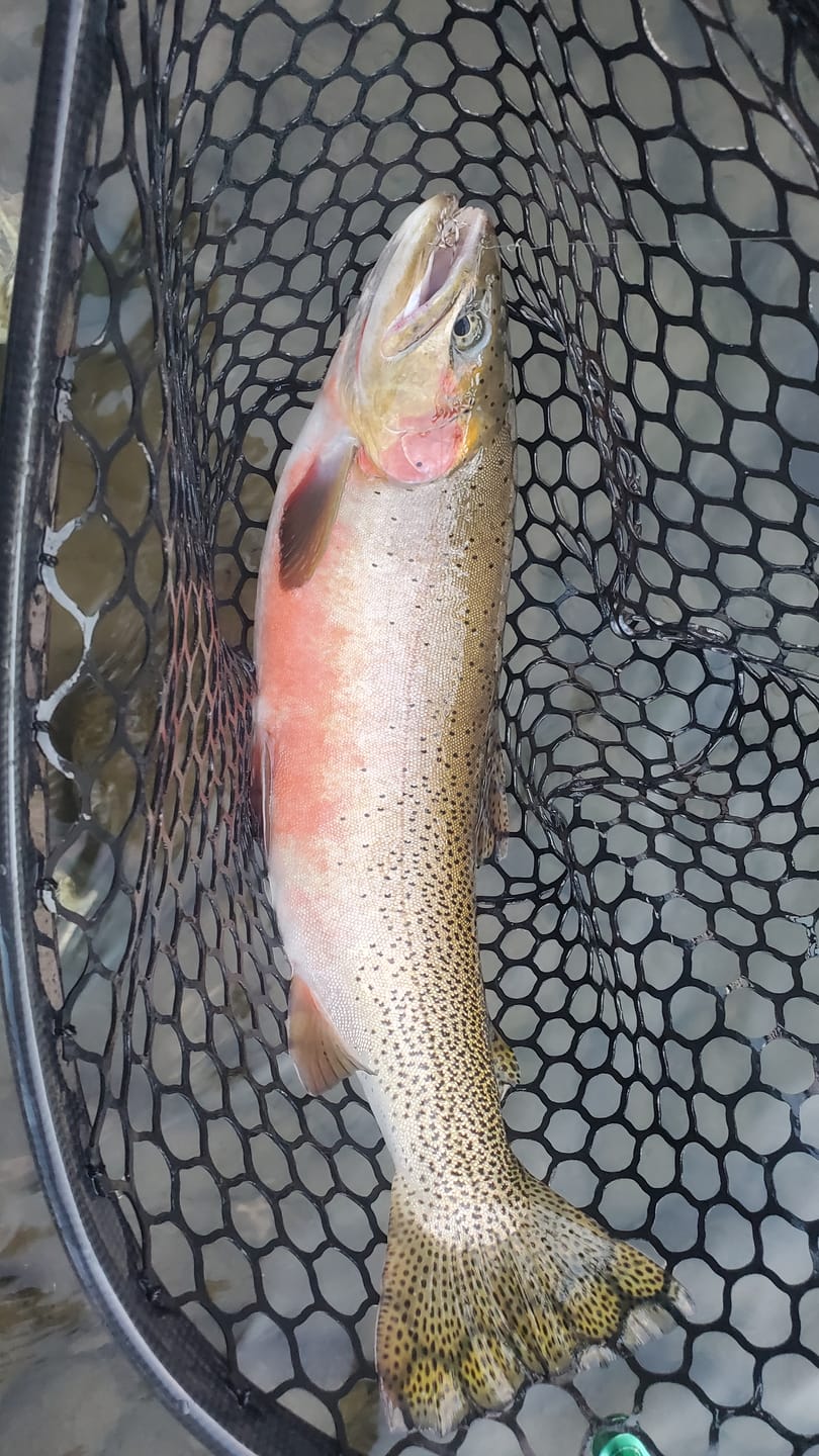 Customer photo review of JHFLYCO Monofilament Nylon Tapered Leader - 3 Pack