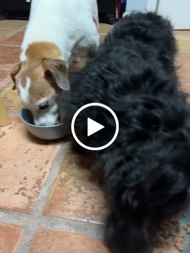 Customer video review of Petsmont Buddy Guard Toy Dog - Supply