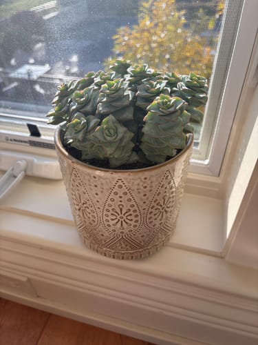 Customer photo review of String of Buttons | Crassula Perforata
