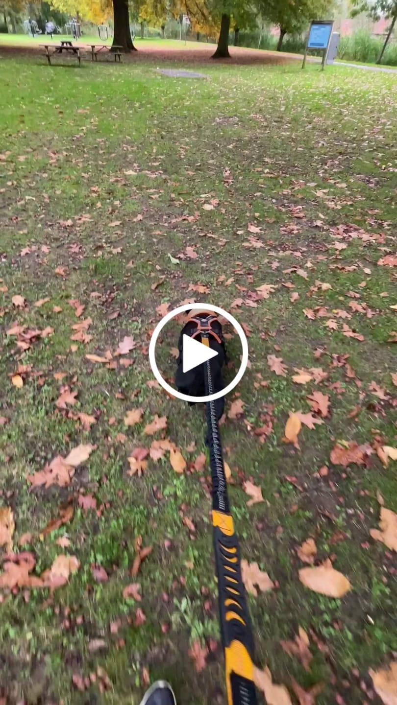 Customer video review of Slip on Padded Comfort Harness | Non Restrictive & Reflective - Black & Orange