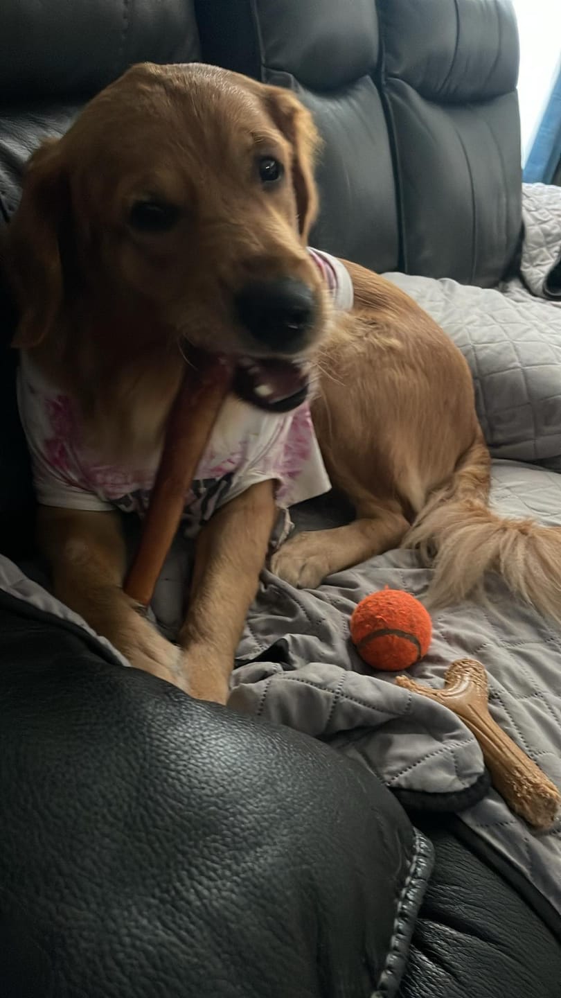 Customer photo review of 12 Inch Mega Monster Bully Stick (LIMITED)