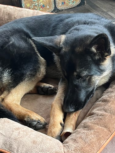 Customer photo review of Smoked Beef Marrow Bone