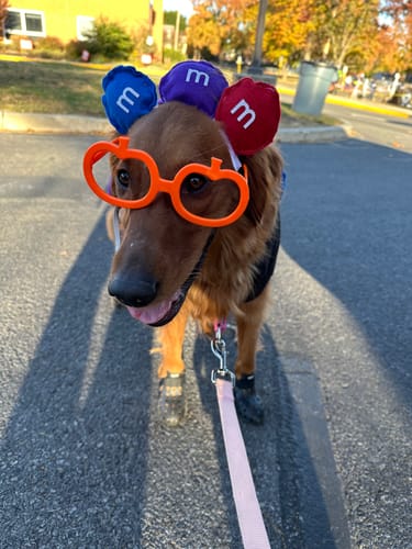 Customer photo review of WagWellie® Mojave Single