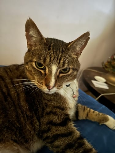 Customer photo review of Weight Loss Formula for Cats, 300 Pellets, 30-Day Supply