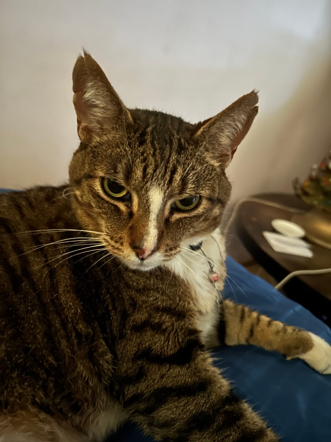Customer photo review of Weight Loss Formula for Cats, 300 Pellets, 30-Day Supply
