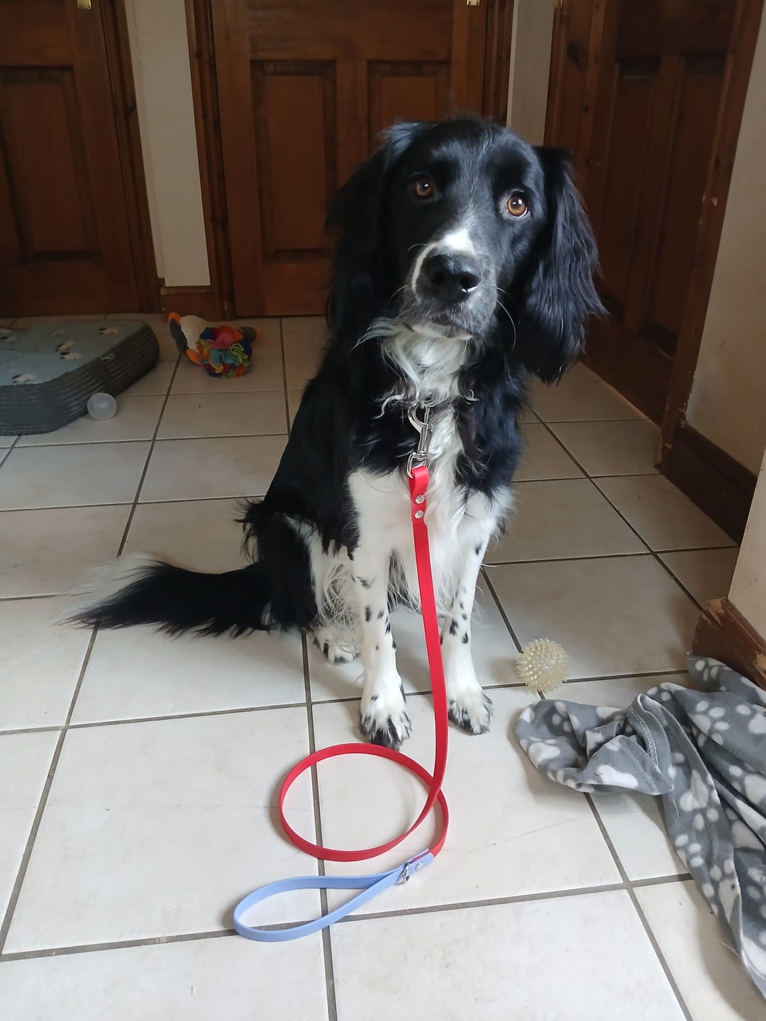 Customer photo review of Biothane Dog Lead