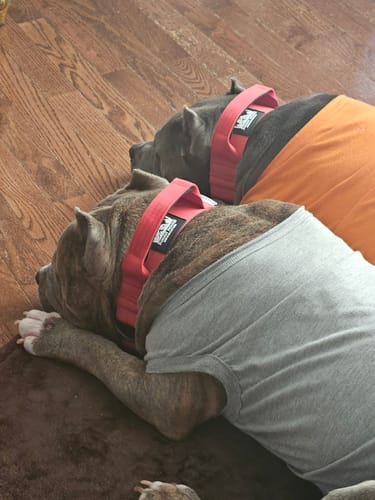 Customer photo review of Red Bully Proof Collar