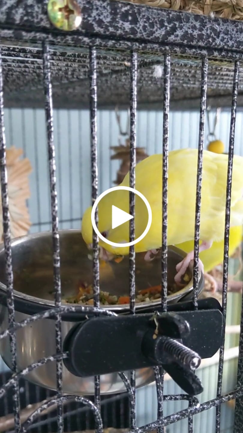 Customer video review of Bird Bites Freeze Dried Chop - Daily Fruits & Veggies, 4 Flavors to Choose From