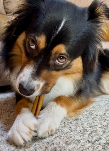 Customer photo review of Beef Collagen Sticks - 6 Inch