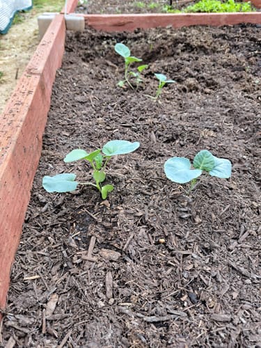 Customer photo review of Belstar Broccoli Seeds