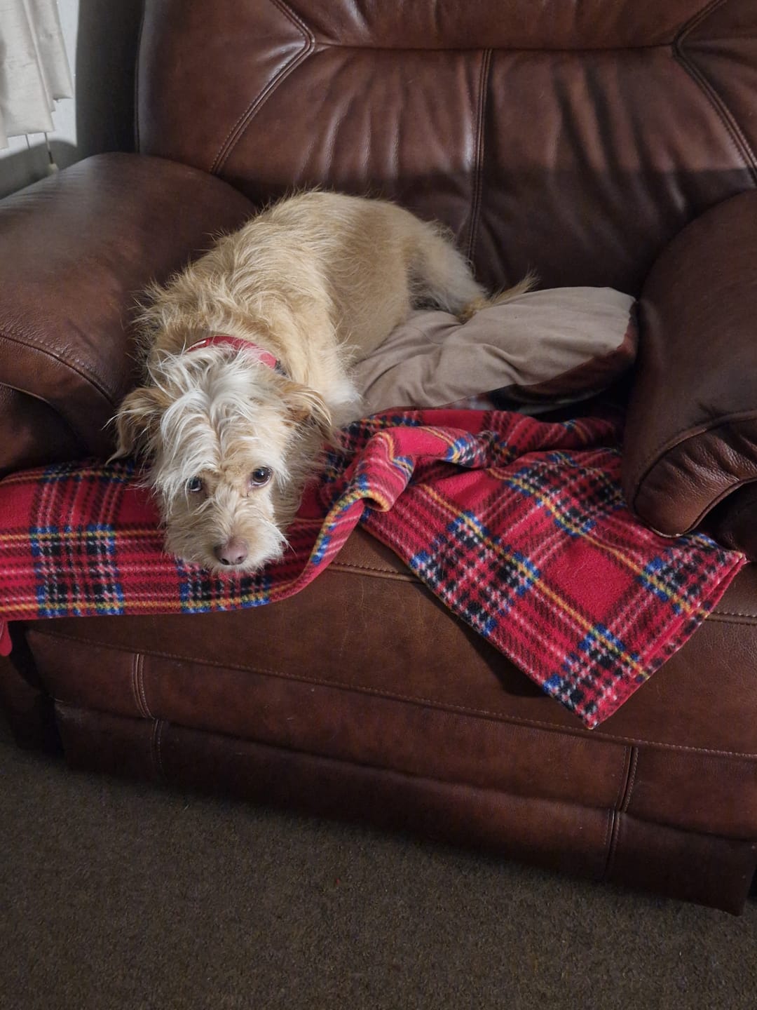 Customer photo review of Red Checkered Anti Pill Polar Fleece Fabric