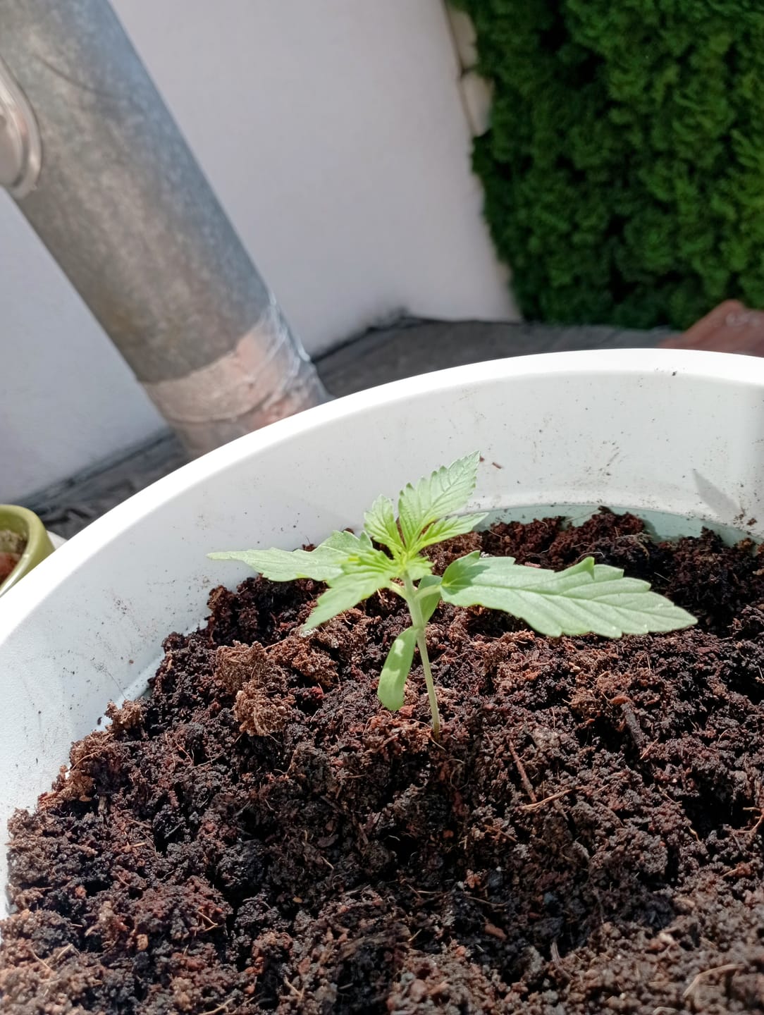 Customer photo review of Cookies Gelato 040 Cannabissamen, Feminisierte Automatic Indica Samen für den Eigenanbau - Cali Genetic