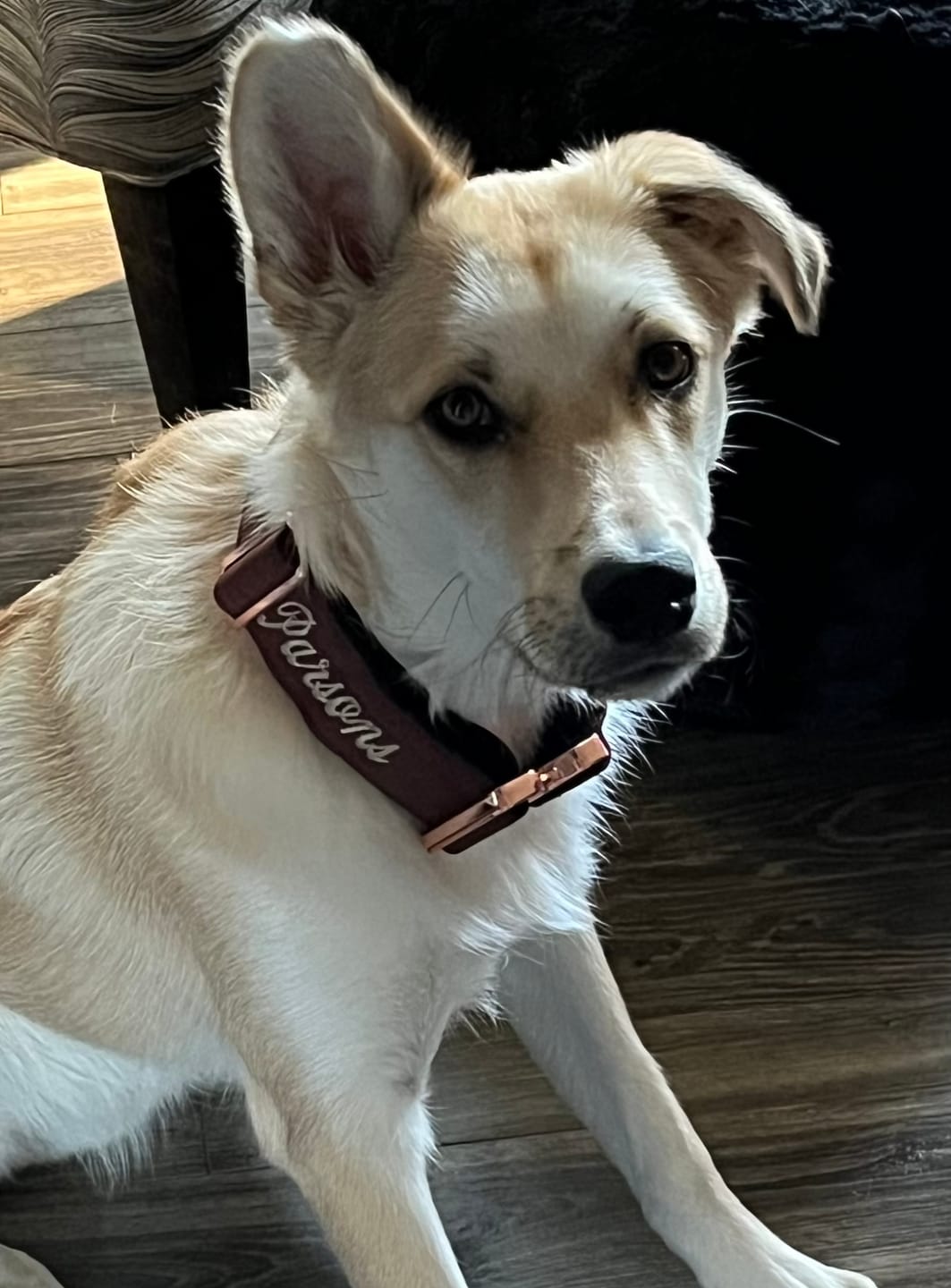 Customer photo review of 2" Tacti Luxe Dog Collar - Rose Gold - Chocolate