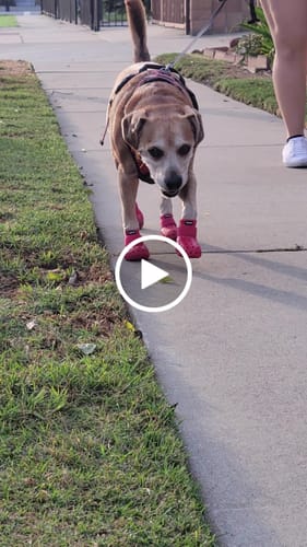 Customer video review of WagWellies® Mojave