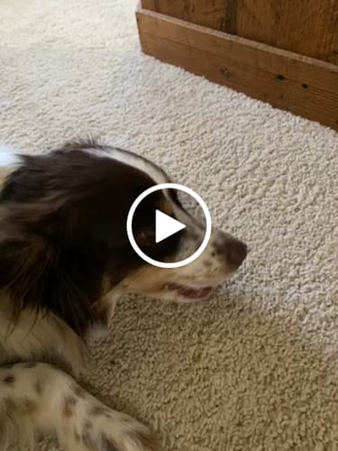Customer video review of MIX FLAVORED (strawberry, banana, mint, & blueberry): A PACK OF 4 STICKS