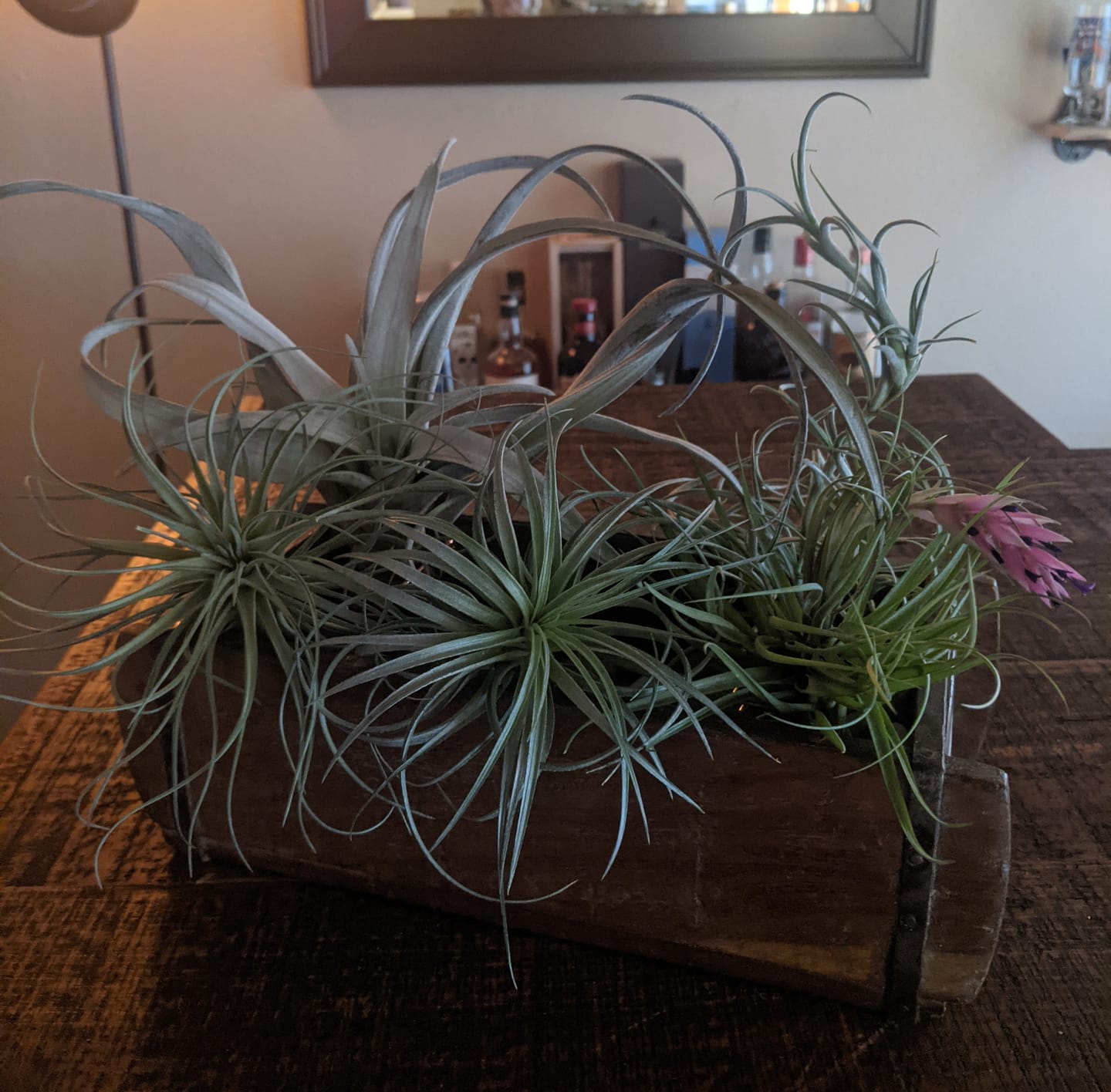 Customer photo review of *6 Pack* Premium Air Plants Mix  *Cannot Be Shipped Internationally*
