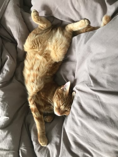Avis photo d'un client sur Croquettes Chat Stérilisé Sans Céréales - Poulet