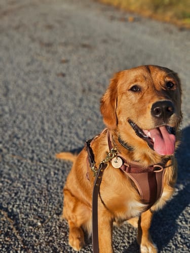 Customer photo review of Biothane Traffic Handle Dog Leash