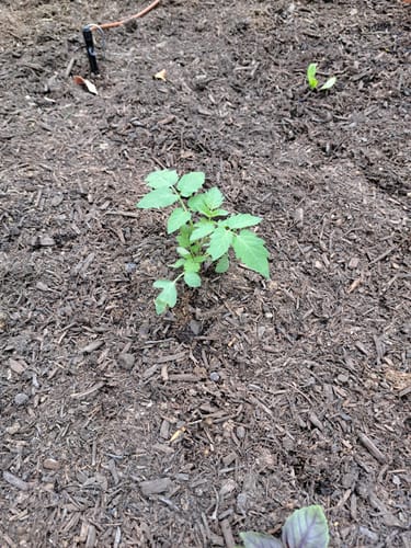 Customer photo review of Sun Gold Pole Cherry Tomato Seeds