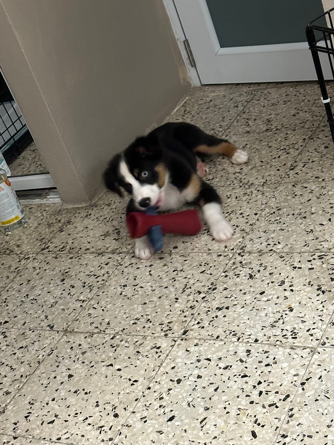 Customer photo review of Bully Bunches Puppy Pack