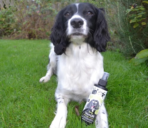 Customer photo review of Zingy Dog Cologne (Grapefruit & Orange)