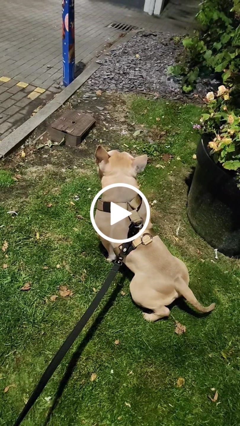 Customer video review of Training Anti Pull TRI-Harness® | M-XL Breeds - Tan