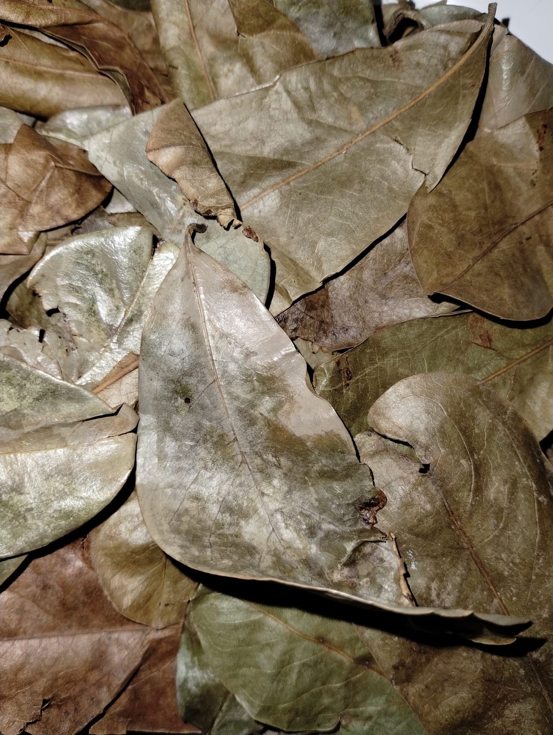 Customer photo review of SOURSOP LEAVES