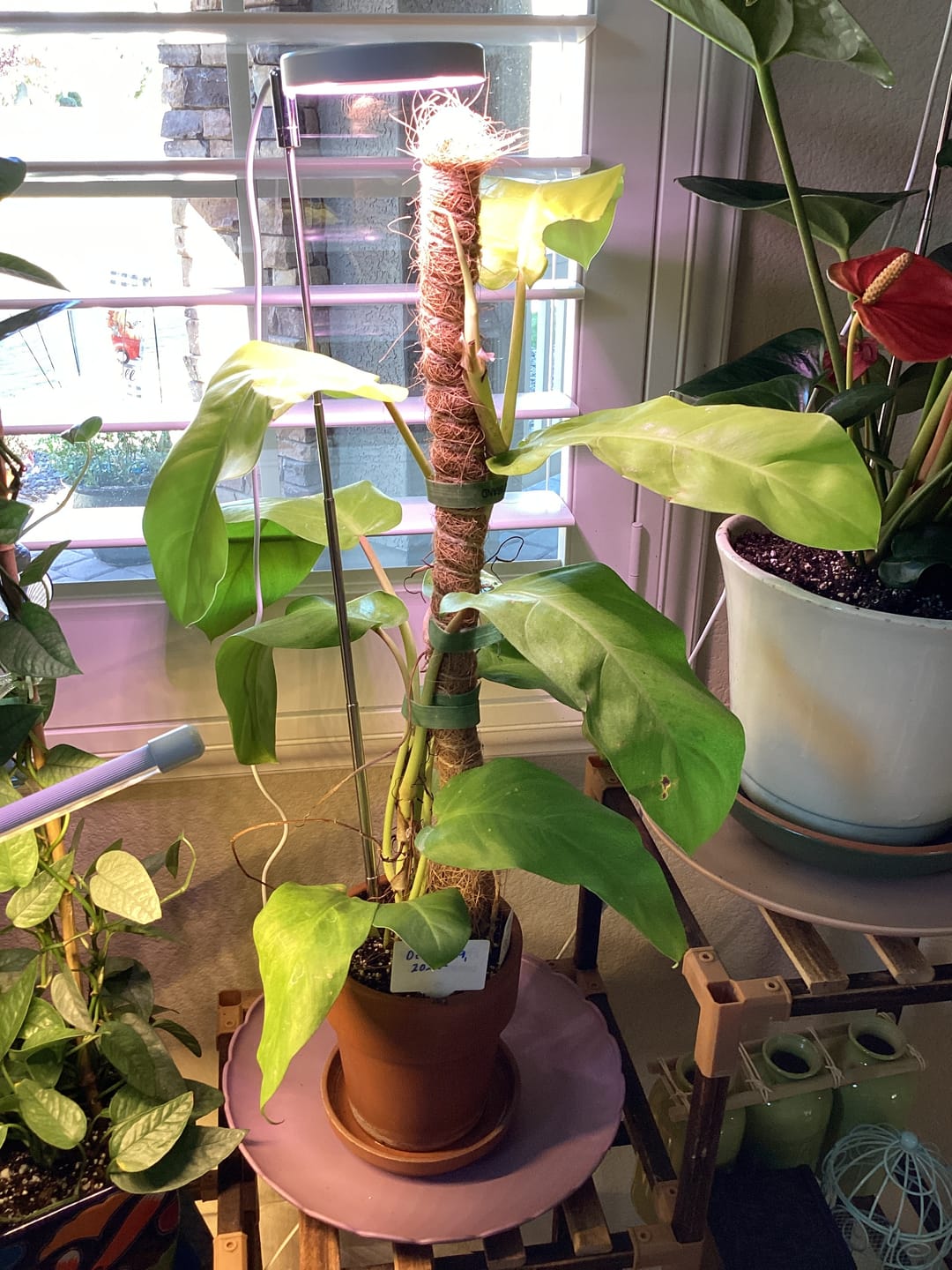 Customer photo review of Philodendron 'Lemon Lime' Upright Vining