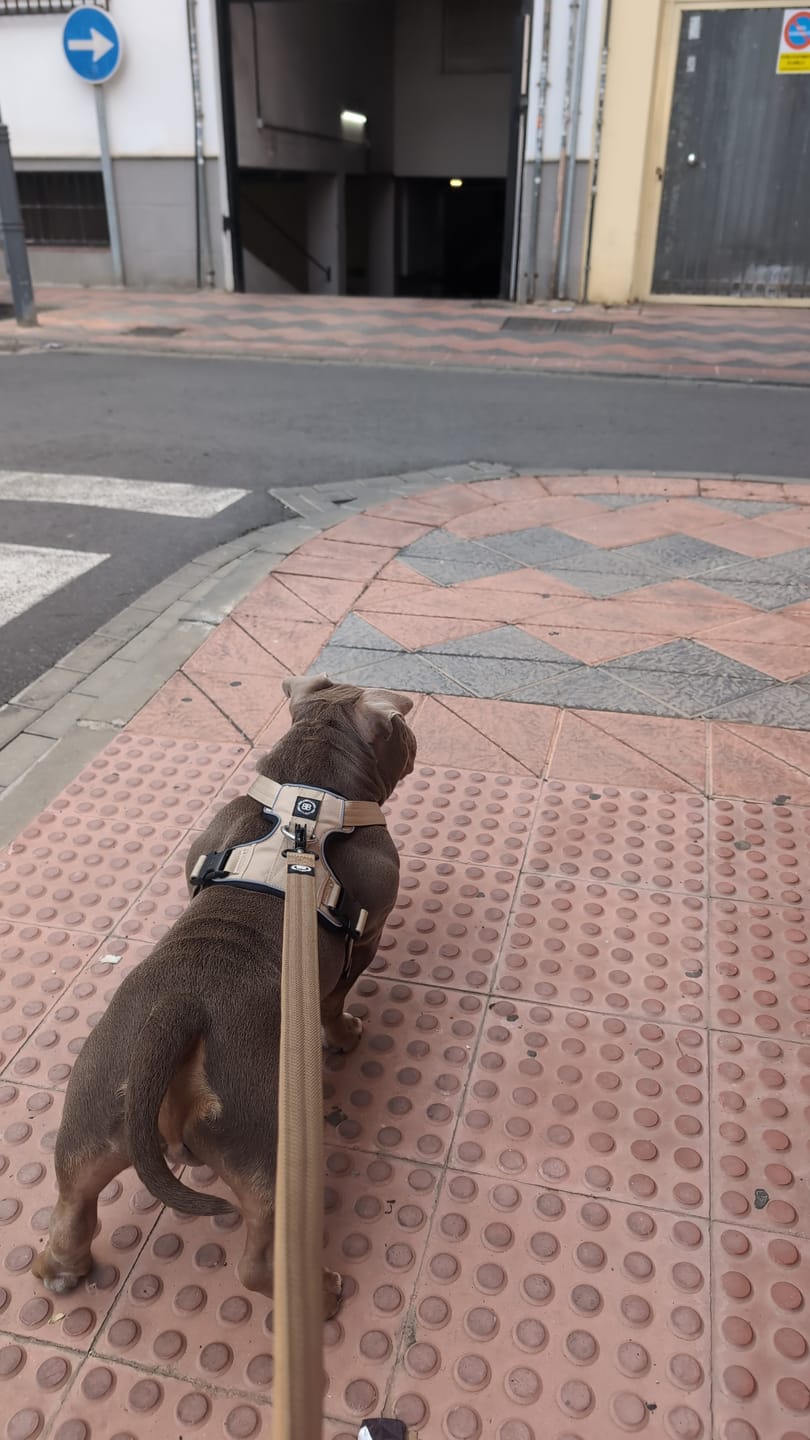 Customer photo review of 1.2m Mini Combat Leash | Foam & Neoprene Lined with Soft Handle - Military Tan