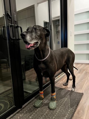 Customer photo review of WagWarmers