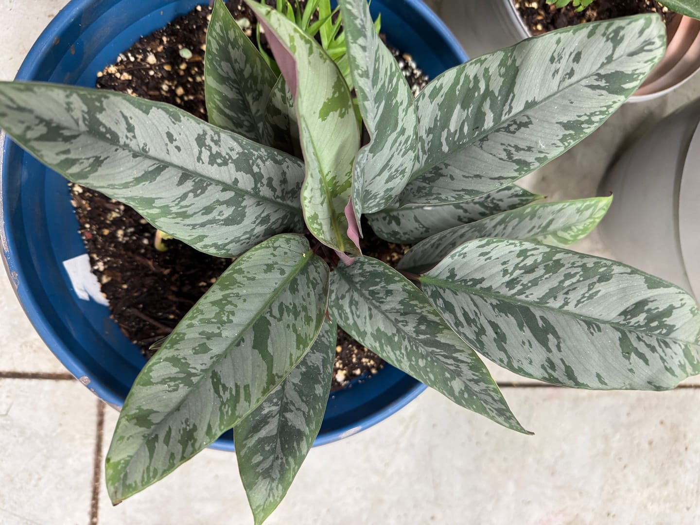 Customer photo review of Apoballis acuminatissima 'Lavallaei'