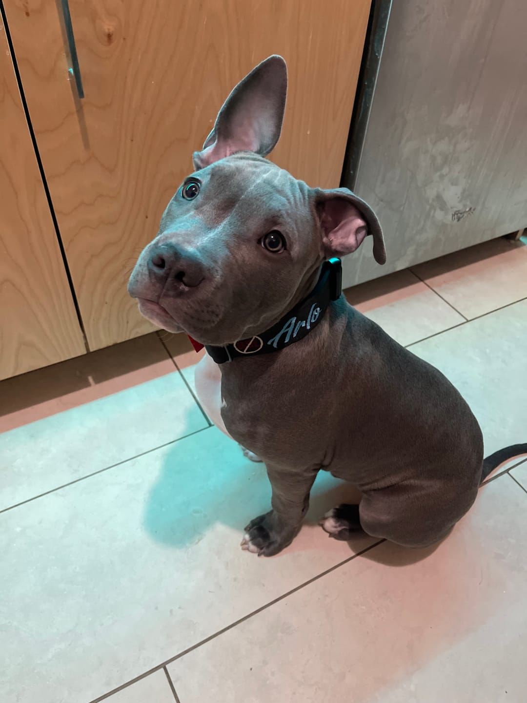 Customer photo review of 1.5" Tacti Slim Dog Collar- Black